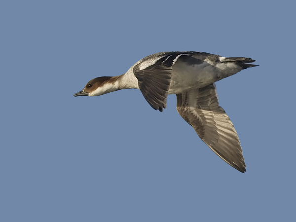 Uivelo, Smew, Mergellus albellus
